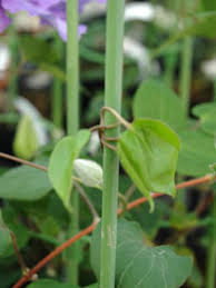 クレマチスの品種紹介 育て方 管理 剪定 クレマチス専門ナーセリー 及川フラグリーン