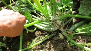 Is there anything you can do to save the plant once the squash borer has attacked. How To Treat Zucchinni Squash Vine Stem Borer Damage Resilient Plants Trg 2014 Youtube
