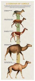 Tumblr Artist Paleoart Creates Beautiful Animal Evolution Series 22 Species Prehistoric Animals Dinosaurs Prehistoric Animals Prehistoric Wildlife