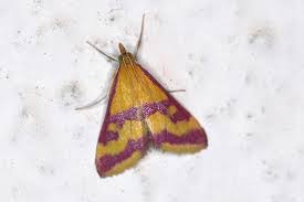 Image result for Pyrausta sanguinalis