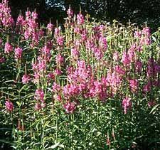 On brian jorg's list are a mostly native spring ephemerals, including virginia. 12 Indiana Native Shade Plants Ideas Shade Plants Plants Perennials