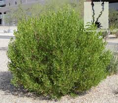 While some gardeners shear it for a tailored, formal look, this plant also has a pleasing natural form. Green Hopseed Bush Dodonaea Viscosa Civano Nursery Tucson Plant Nursery