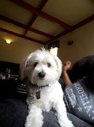 This is the hardest post I've made. Yesterday we unexpectedly said goodbye  to our best buddy Toby. He was a great dog for the past 8 years. It's not  the same without