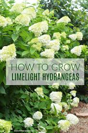 As you arrangement the blooms, recut the stems and dip the bottom 1/2 inch of stem into powdered alum. Public Service Announcement Plant A Limelight Hydrangea Or Five Home Is Where The Boat Is