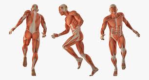 The aim of this page is to assist. Running Man Muscles Anatomy System 3d Model 199 Max Obj Ma Fbx C4d 3ds Free3d