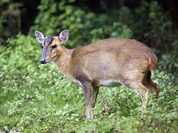 The indian muntjac (muntiacus muntjak), also called the southern red muntjac and barking deer, is a deer species native to south and southeast asia. The Muntjac Deer Population Habitat Identification Saga