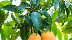 Saya memiliki pohon mangga tetapi beberapa hari yang lalu semua daunnya kering dan tampak layu. Jarang Disadari Ternyata Daun Mangga Bisa Atasi 8 Penyakit Termasuk Diabetes Hingga Batu Ginjal Halaman All Tribun Travel