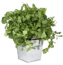 Growing Cilantro From Refrigerated Cuttings