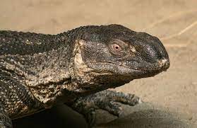 The Best Pet Monitor Species Pet Lizards Monitor Lizard Reptiles Pet