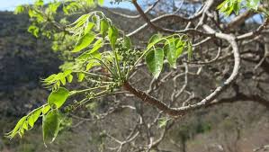 Image result for Entandrophragma delevoyi