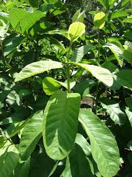Image result for Psidium guajava