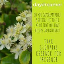 Bach Flower Remedy Clematis Bach Flower Remedies Flower Essences Remedies Flower Remedy