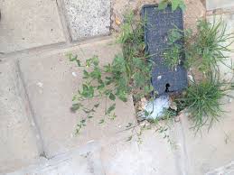 Image result for Cleome aculeata