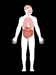 Mar 30, 2020 · tongue நாக்கு. How Coronavirus Attacks The Human Body The Washington Post