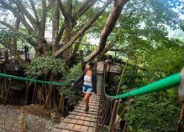 Fanfan Wilson Giant Tree House Coffee Shop In Chiang Mai Homestay Tree House Jungle House Coffee House