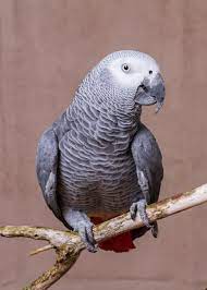 Psittacus Erithacus African Grey Parrot Parrot Africangrey Birdlovers African Grey Parrot African Grey Parrot
