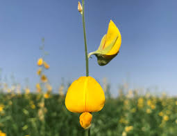 Image result for Crotalaria comosa