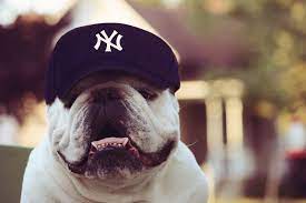 Jasper In The Ny Yankees Hat Ny Yankees Hat Yankees Hat Bulldog