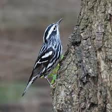 Black And White Birds In Northern California Black And White Warbler Bird Photo Birds Black And White Photography