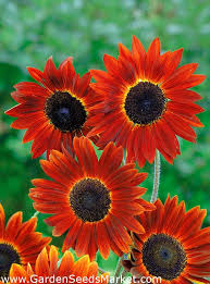 Bunga matahari merah is on facebook. Bunga Matahari Hias Evening Sun Merah Coklat 50 Biji Helianthus Annuus Garden Seeds Market Bebas Biaya Kirim