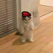 Phut hon zoro two dance green screen 1080p hd 60 fps | anime dancing green screen template phút hon. Cat Meme Cat Pfp Cat Memes Cat Standing Up