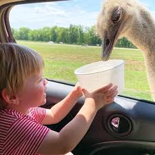 Learn how camel humps work and why they're not filled with water. Alabama Safari Park Have A Wild Adventure While Keeping Safe In Your Vehicles