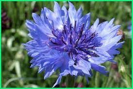 Pin On Tanaman Hias Daun
