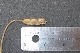 Image result for Aeschynomene fluitans