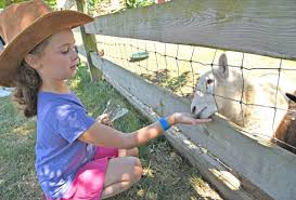 Maybe you would like to learn more about one of these? The Best Animal Farms And Petting Zoos On Long Island Mommypoppins Things To Do In Long Island With Kids