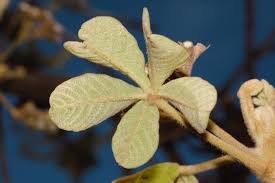 Image result for Vitex payos