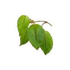 Image result for Begonia elaeagnifolia