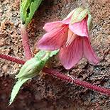Image result for Hermannia parvula