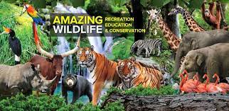 Zoo melaka | night safari 2021melaka night lifetempat menarik di melakatempat wisata di malaysiajom melancong ke melaka. Zoo Melaka Safari Malam 2019