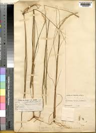 Image result for Elionurus