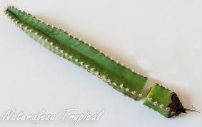 Aumentan casos de hongo negro en la india. Salva A Tus Cactus De La Pudricion Con Este Sencillo Metodo