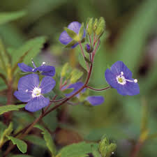 Prefers shade and medium temperatures with light foot trafficking. Georgia Blue Speedwell Finegardening