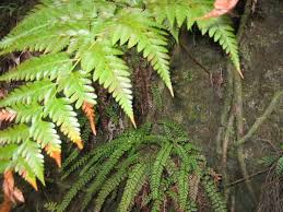 Image result for Adiantum poiretii