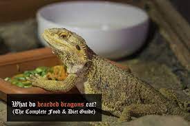 Bearded dragons can eat baby arugula not the mature one. What Do Bearded Dragons Eat Complete Food Diet Chart Exopetguides