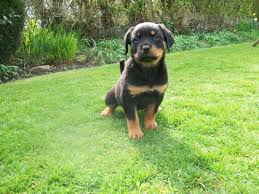 Click the following link to learn more about rottweiler puppies near me you must check out: Beautiful Rottweiler Pups For Adoption Durban Dogs Puppies Public Ads 60343