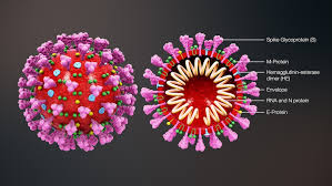 Community spread means people have been infected with the virus in an area, including some who are not sure how or where they became infected. Coronavirus Bilder Wie Sieht Das Virus Wirklich Aus Page Online