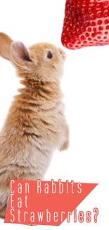 So before anything, we will talk about the benefits of. Can Rabbits Eat Strawberries A Guide To Berries For Bunnies