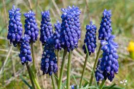 Image result for Hyacinthaceae