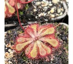 Image result for Drosera dielsiana