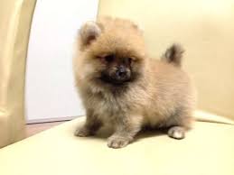 Rescued Pomeranians For Adoption Teddy Bear Orange Pomeranian Thick Fur Quality For Sale Adoptio Pomeranian For Sale Pomeranian Puppy Teacup Pomeranian Puppy
