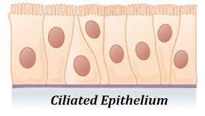Simple Ciliated Epithelium Tissue Types Anatomy And Physiology Physiology