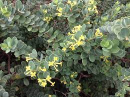 Growing native plants is becoming a popular practice in hawaii's gardens, hotels and park landscapes. Native Hawaiian Plants For Sale At Kauai Seascapes Nursery