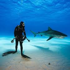 Air is supplied through regulators that are attached to air tanks on the boats. The Top Shark Diving Destinations