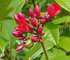 Image result for Jatropha campestris