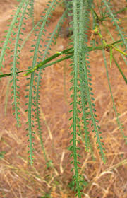 Image result for Parkinsonia aculeata