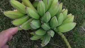 Gradually, the fruit will turn yellow and ripen completely and you can enjoy the fruits of your banana tree harvesting. How Do You Know When The Banana Is Ready For Harvest Youtube